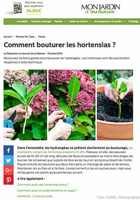 Bouture Hortensia