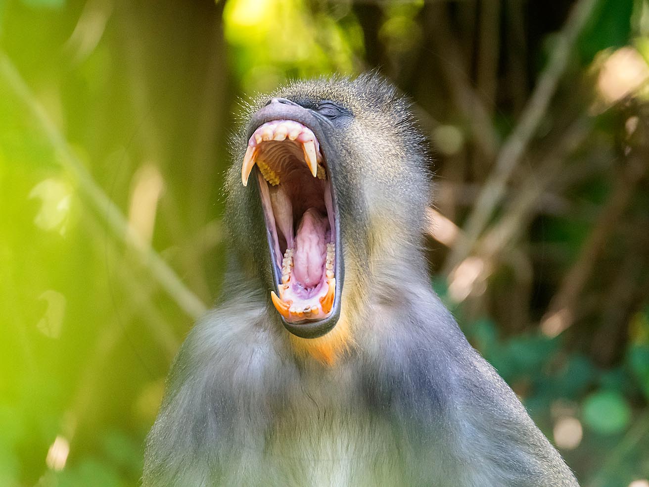Mandrill0004 Facebook S Rgb