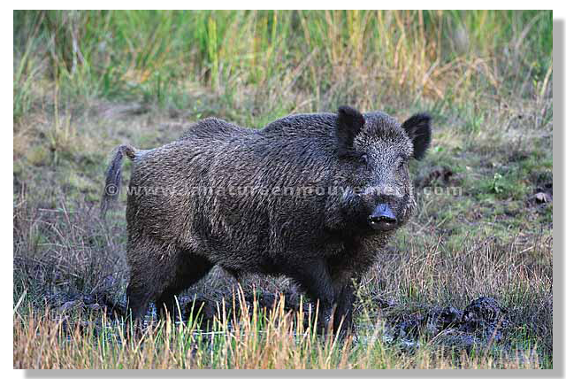 sanglier0010-sRGB.png