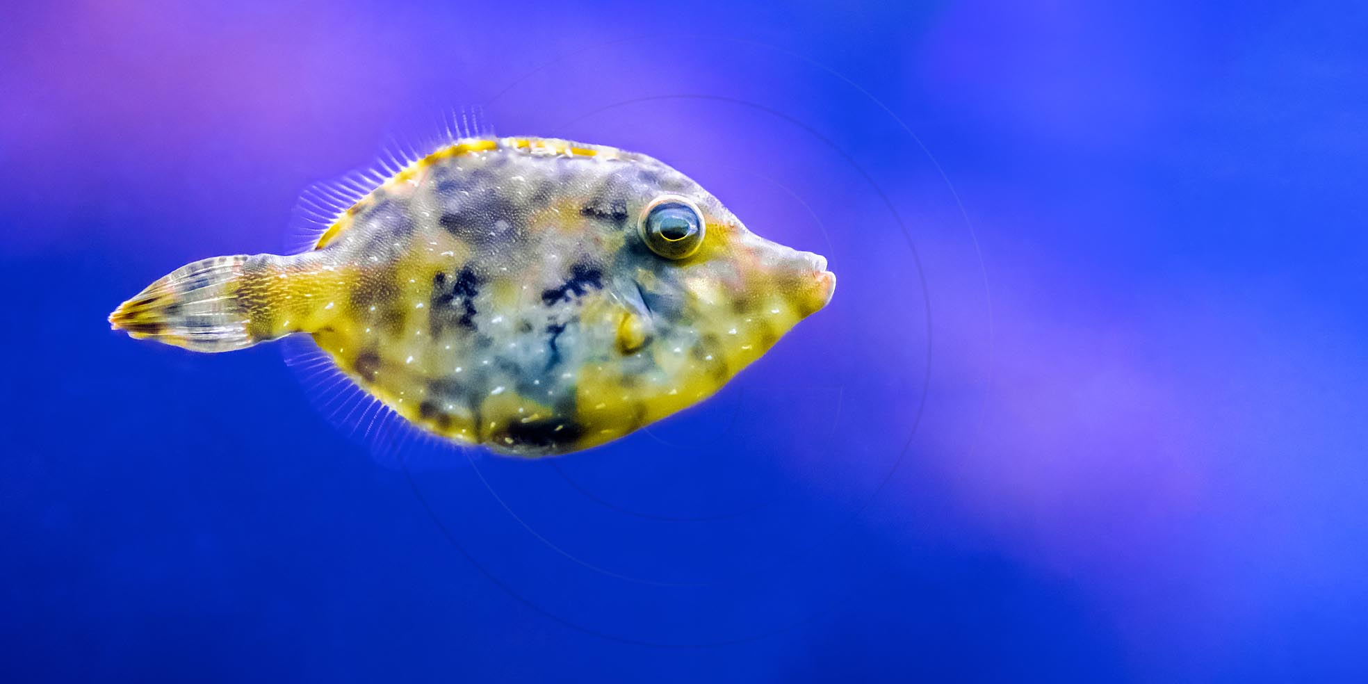 Poissonlime0014 Facebook S Rgb