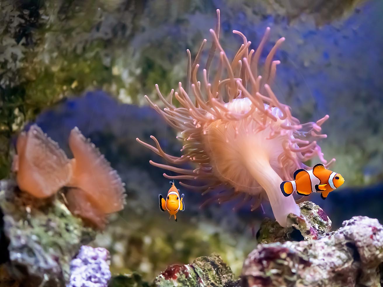 Poissonclownatroisbandes0005 Facebook S Rgb