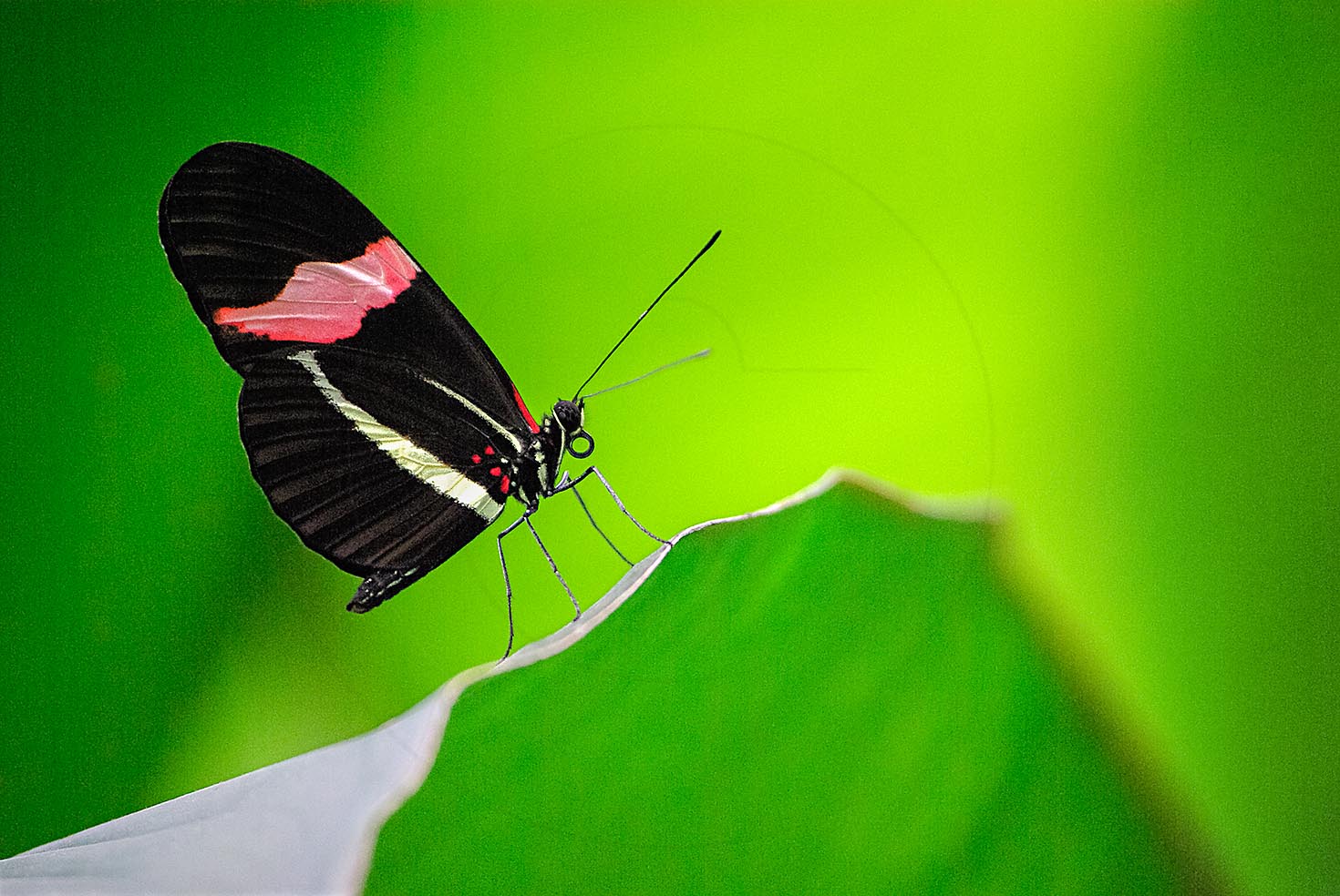 Papillonheliconiuserato0026 Facebook S Rgb