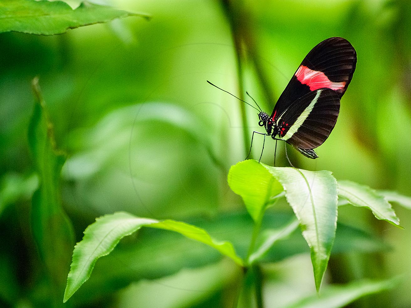 Papillonheliconiuserato0042 Facebook S Rgb