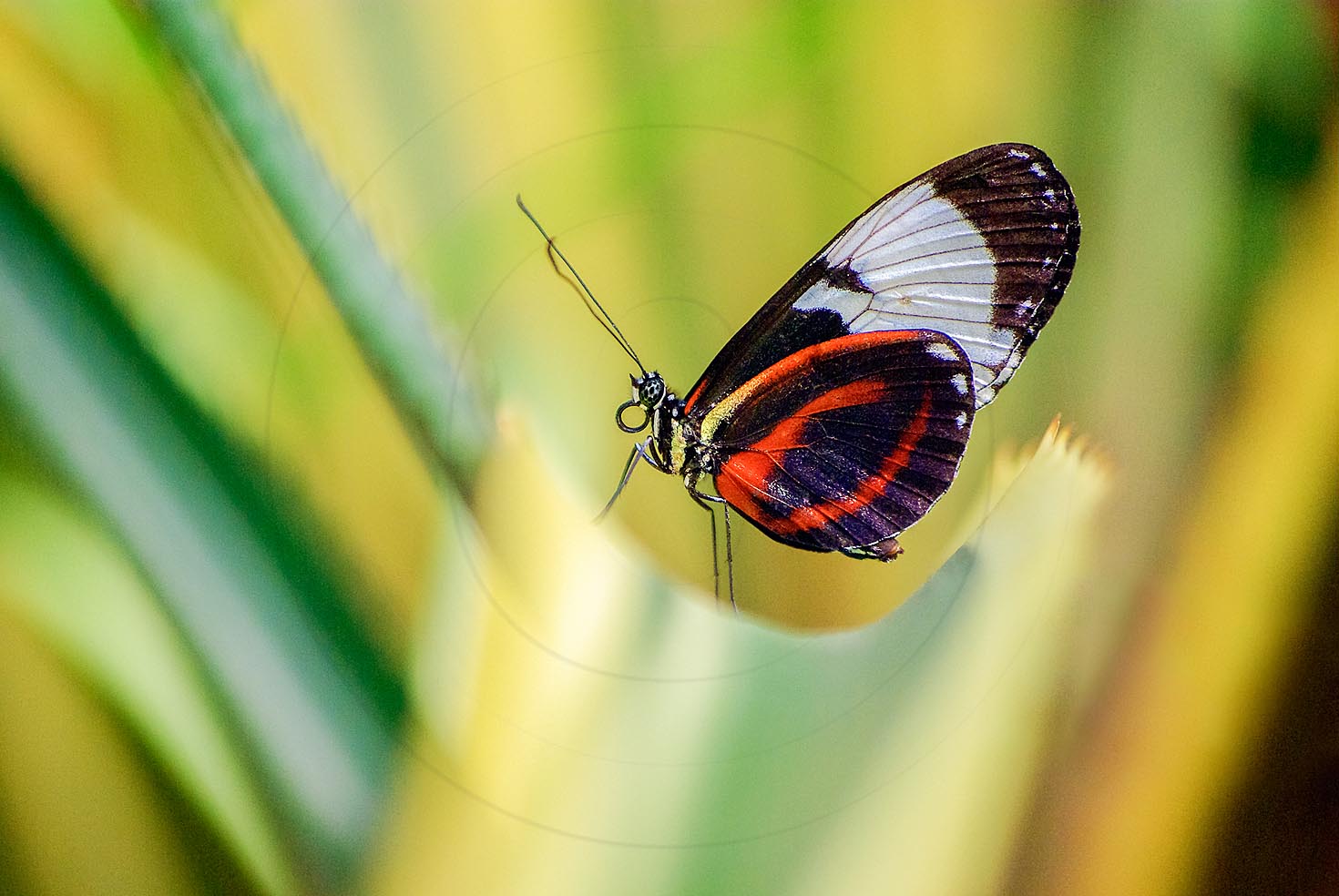 Papillonheliconiuscydno0013 Facebook S Rgb