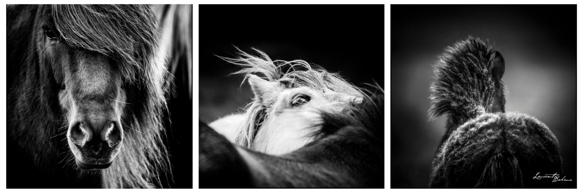 Triptyque Cheval H2