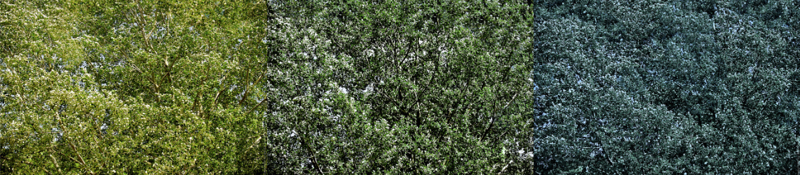 Maiwald Tableau