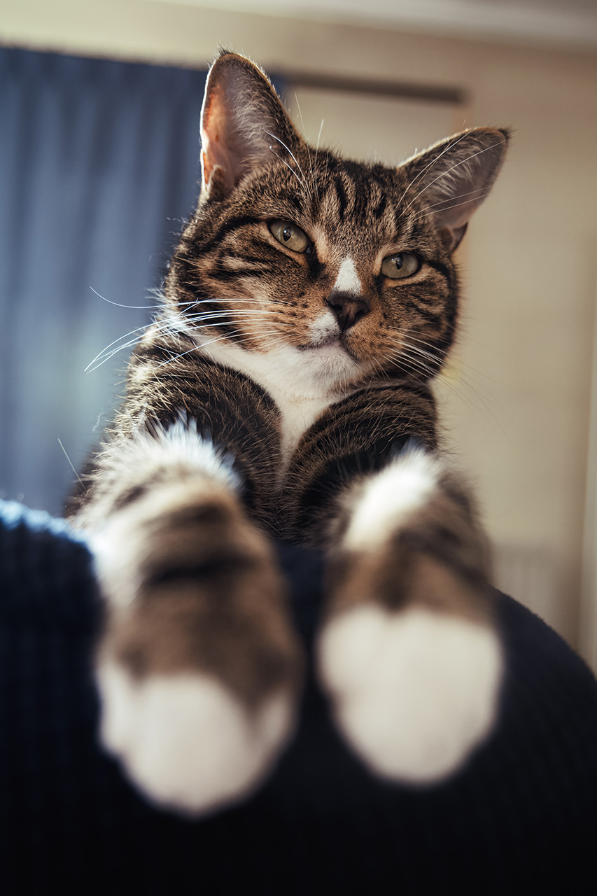 Dexter Cat