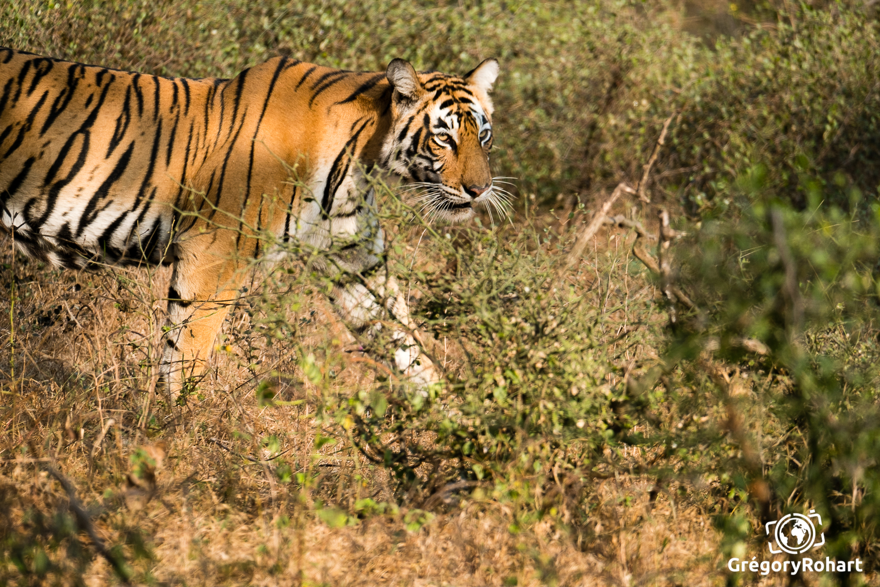 Safari Inde Gr Gregory Rohart 6871