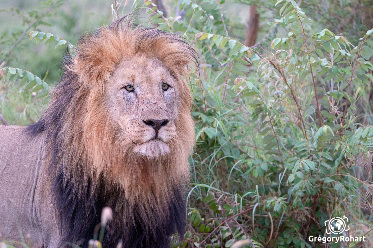 Madikwe Gr Gregoryrohart 2