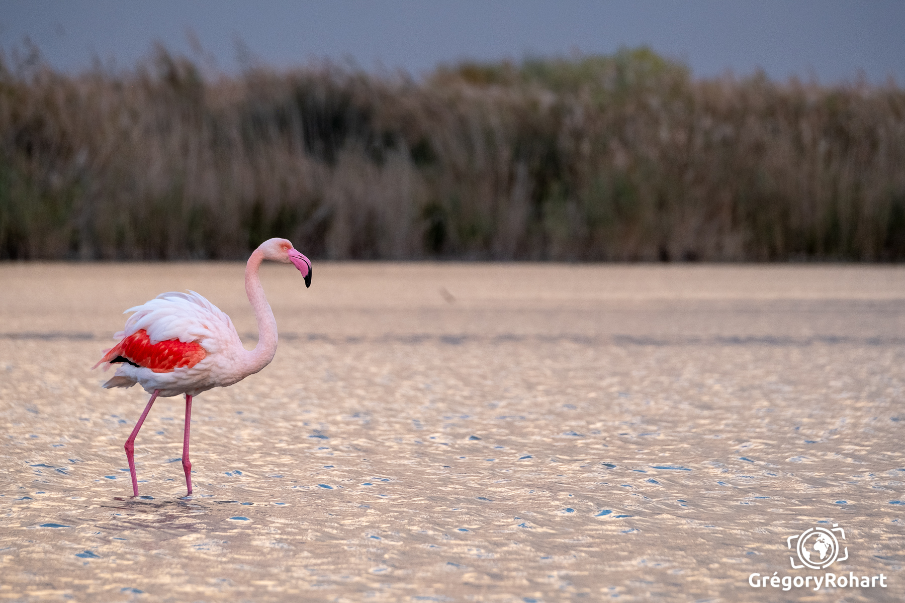 Camargue Gregory Rohart 7021