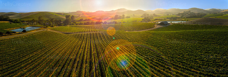 vineyard-farm-napa-carneros-1_xlarge.jpg