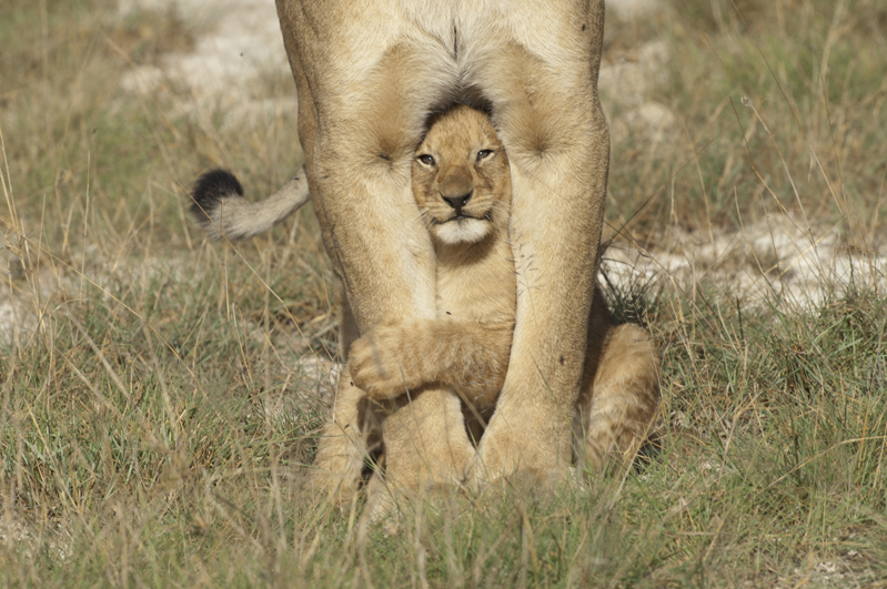 Lion Cub Between Legs 1